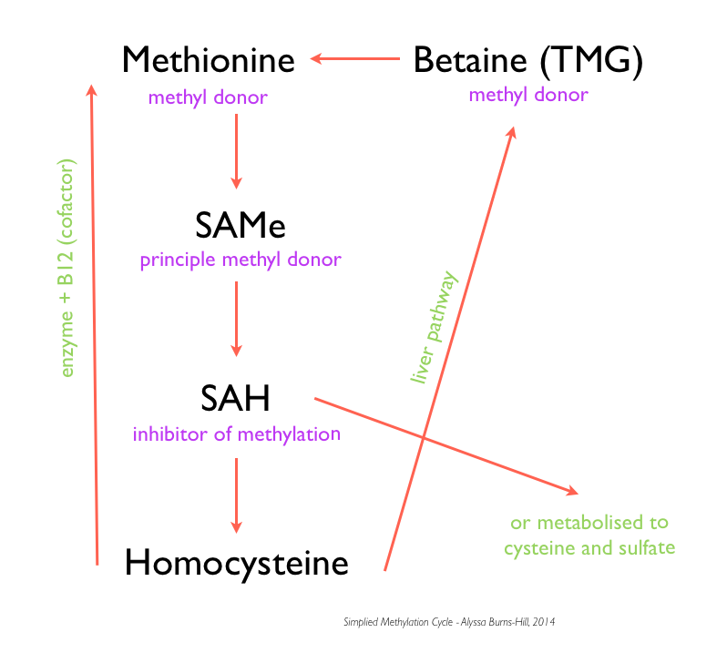 Dmg And Tmg In Methylation